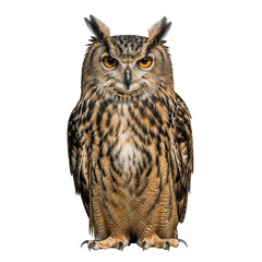 Obraz premium Eagle owl portrait on transparent background