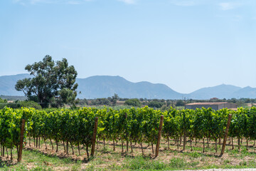 Tour to vineyard in Peralada winery, Girona region of Spain near the medieval town in Catalonia....
