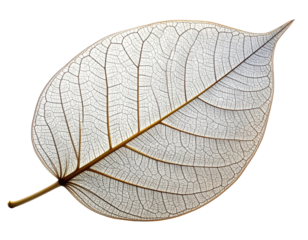 Leaf skeleton delicate veins transparent isolated clean white background