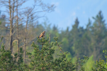 Common buzzard perched on pine tree branch small in frame Eggelsberg Austria
