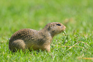 European ground squirrel standing alert in sunny green meadow Engelhartstetten Austria