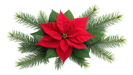  red poinsettia plants isolated on transparent background