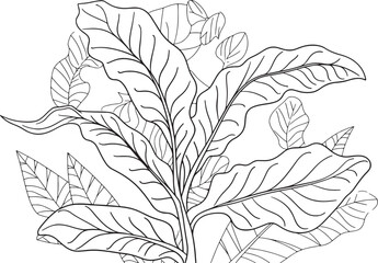 A black and white line art drawing of a houseplant with large, prominent, wavy-edged leaves, possibly a type of Anthurium or bird's nest fern, in a minimalist, botanical style. 