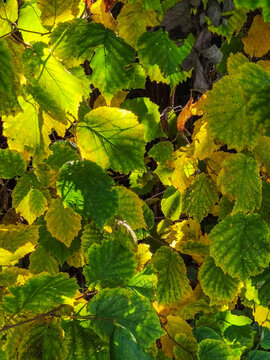 Glooming leaves in autumn
