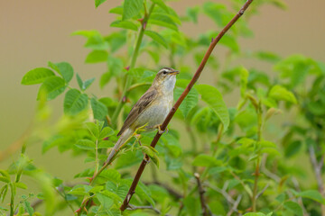 A Sedge Warbler sitting on a plant