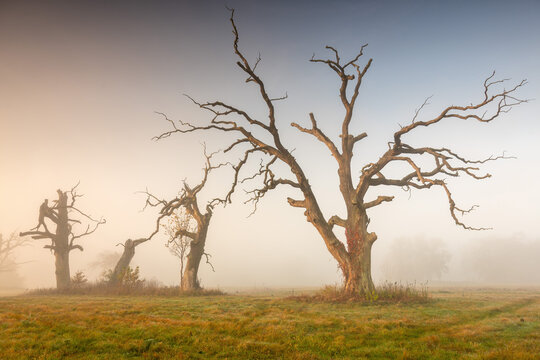 Misty morning among old trees.