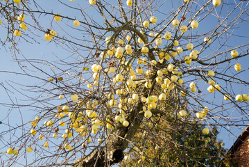 Yellow Apples Hanging on Bare Tree Branches in Late Autumn