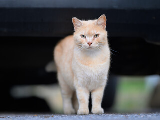 Light colored domestic cat portrait standing outdoors in Cres Croatia