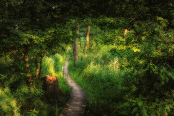 drewniana kładka na ścieżce prowadzącej przez bagienny las  © piotr