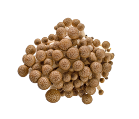 brown beech mushroom, Shimeji Mushrooms transparent png