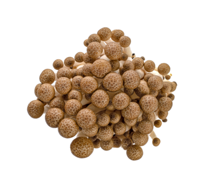 brown beech mushroom, Shimeji Mushrooms transparent png