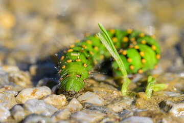 Caterpillar of a Small Emperor Moth crawling on the ground