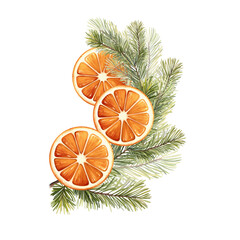 Isolated illustration featuring hand-drawn pine branches arranged with dried orange slices.
