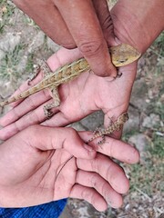 Two hands of an Asian teenage boy holding two baby and adult garden chameleons (Calotes versicolor).