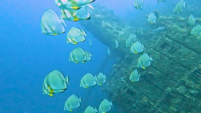 Underwater tropical marine scenery with large shoal of Orbicular batfish Platax orbicularis swimming in open blue water on shipwreck in Red Sea Egypt