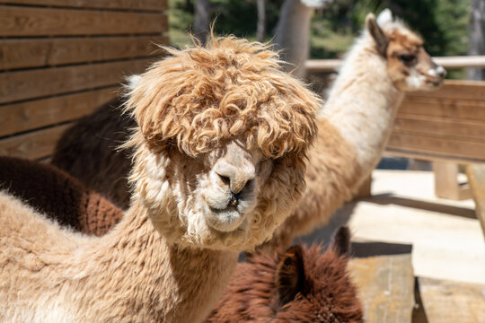 Huacaya alpaca with dense, crimped, and fluffy fleece on a alpacas farm in the mountains near Barcelona, Spain. Great leisure and getaway destination for mental support.