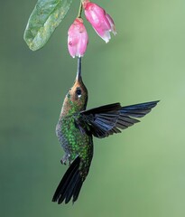 Fototapeta premium Ruby-throated hummingbird in flight and feeding on a tropical flower, highlighting the bird's fast wings and green feather