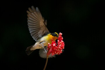 Fototapeta premium Colorful tropical hummingbird feeding on a red flower with green wings and a long beak in wild nature