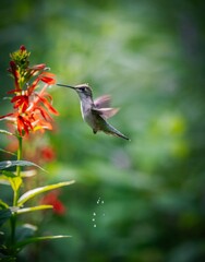 Fototapeta premium Hummingbird perched on a green tree branch, a small wild bird with colorful feathers and a long beak