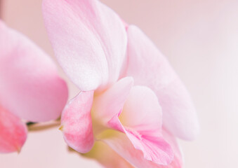 Pastel orchid flowers in bloom as floral art background, wedding decor and luxury branding design