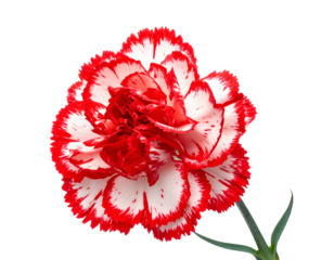 Vivid red and white petals create a delicate, ruffled floral bloom