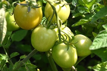 Ripe Tomatoes Growing in the Garden
