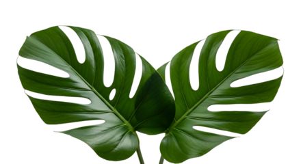 Two large vibrant green monstera deliciosa leaves arranged in a heart shape isolated on transparent background