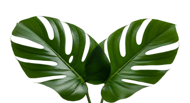 Two large vibrant green monstera deliciosa leaves arranged in a heart shape isolated on transparent background