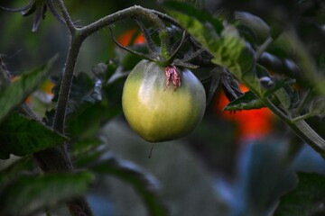 Ripe Tomatoes Growing in the Garden
