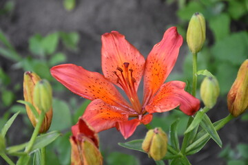 Striking Red Lily in Full Bloom

