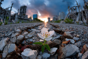White flower grows amidst rubble at sunset
