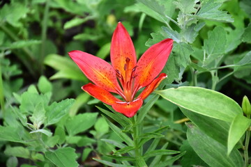 Striking Red Lily in Full Bloom
