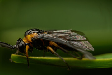 Fly larva crawling on wild field plant