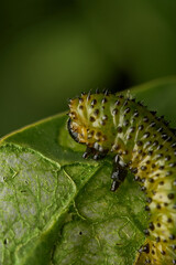 Fly larva crawling on wild field plant