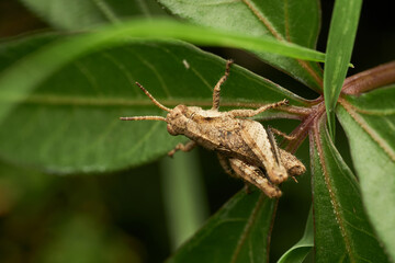 Brown grasshopper on natural green leaf