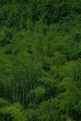 Dark bamboo forest background in Danxia Mountains (Danxiashan) in Shaoguan, Guangdong Province, China.