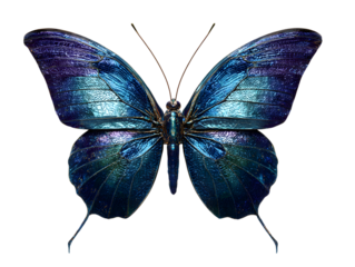 Iridescent blue butterfly with detailed wing patterns on black background