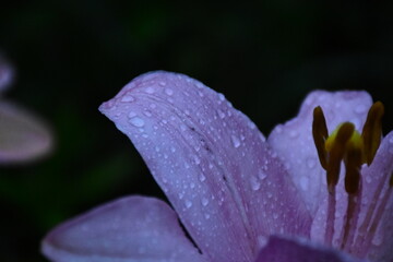 Elegant Pink Lily in Full Bloom
