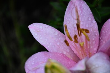 Elegant Pink Lily in Full Bloom
