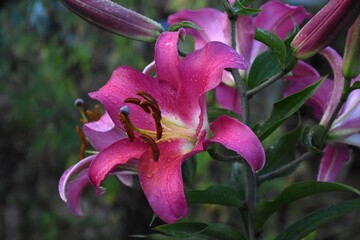 Elegant Pink Lily in Full Bloom
