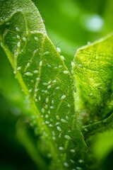Green leaves infested with small green aphids during a sunny afternoon in a garden