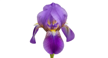 Purple iris flower isolated on clean white background, detailed botanical bloom with vibrant petals, elegant floral cutout for design, nature décor, garden plant, spring flower illustration.