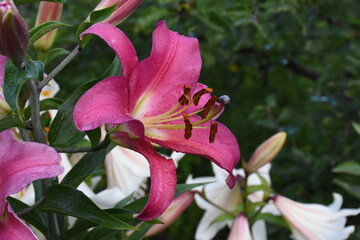 Elegant Pink Lily in Full Bloom
