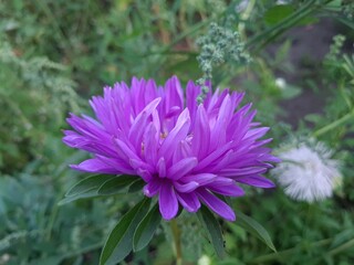 Colorful Symphony: Vibrant Aster Flowers in Full Bloom
