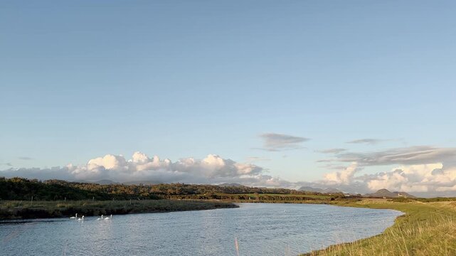 Flock of Swans in River Afon Dwyfor near Llanystumdwy, Criccieth, Wales, United Kingdom