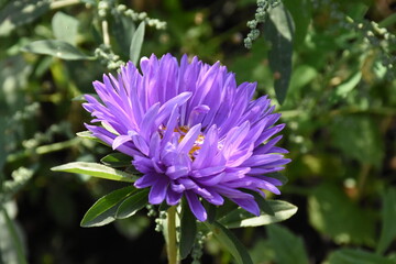 Colorful Symphony: Vibrant Aster Flowers in Full Bloom
