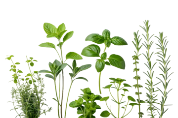 fresh green leaves ,isolated on transparent png