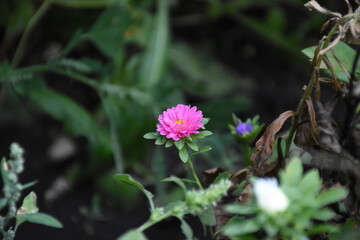 Colorful Symphony: Vibrant Aster Flowers in Full Bloom
