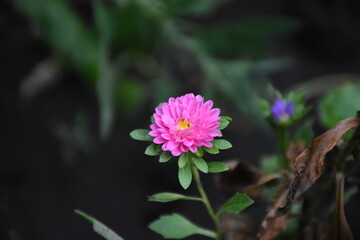 Colorful Symphony: Vibrant Aster Flowers in Full Bloom
