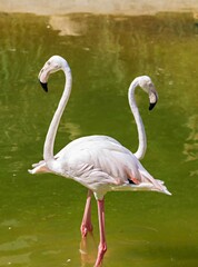 Two greater flamingos (Phoenicopterus roseus) wade in shallow green water, pale pink plumage and curved necks forming elegant shapes.